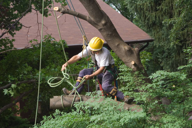 Best Lawn Dethatching  in Merton, WI