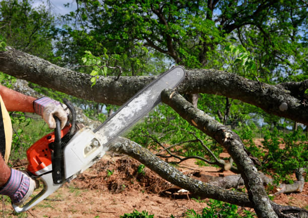 How Our Tree Care Process Works  in  Merton, WI