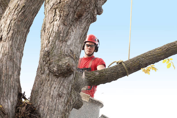 Best Emergency Tree Removal  in Merton, WI